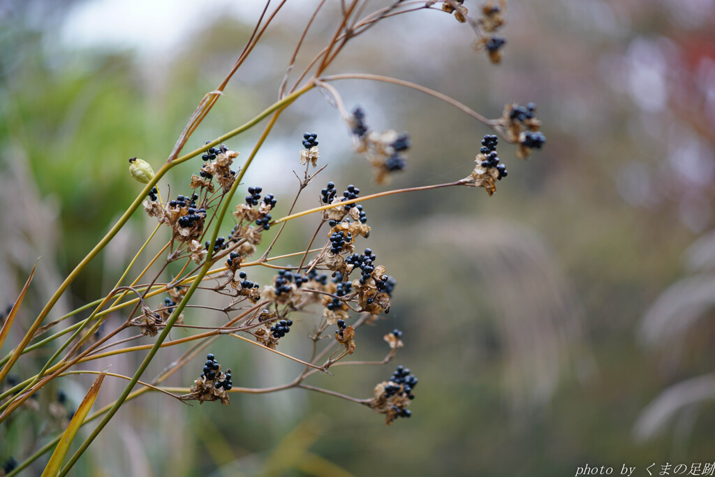 黒豆煮色に惹かれて