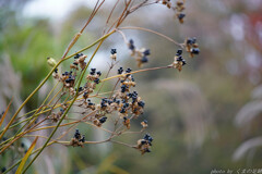 黒豆煮色に惹かれて