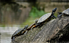 そこに岩があるからさ そこに岩があるからさ