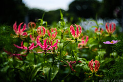 酷暑が降ってくる