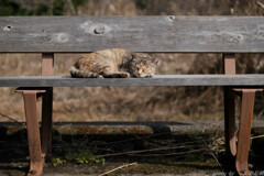 にゃんだか眠いにゃ