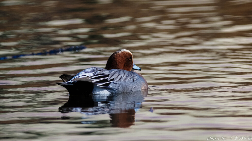 浮かぶ瀬の背に