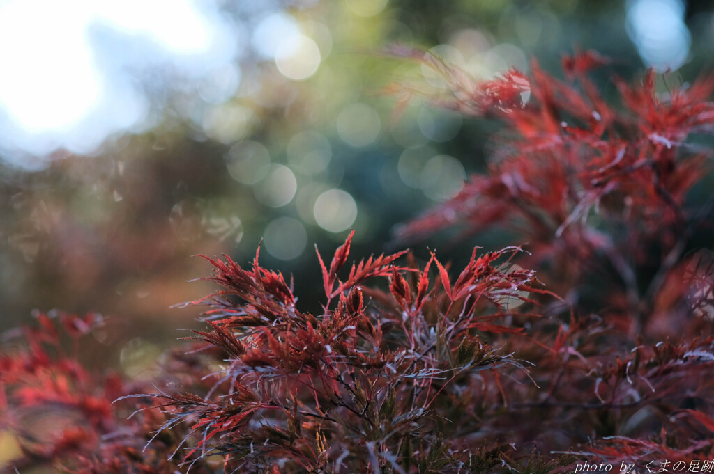 紅繁