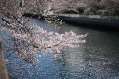 花筏には遠く