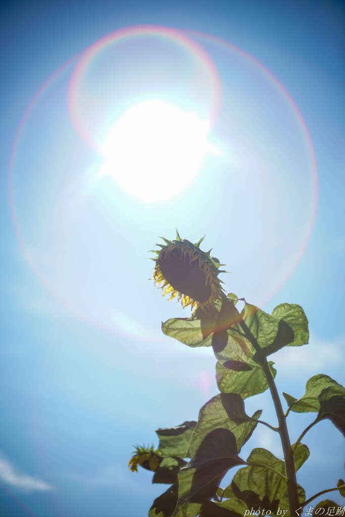 夏を旅する