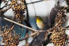 種は飲み物だ！！