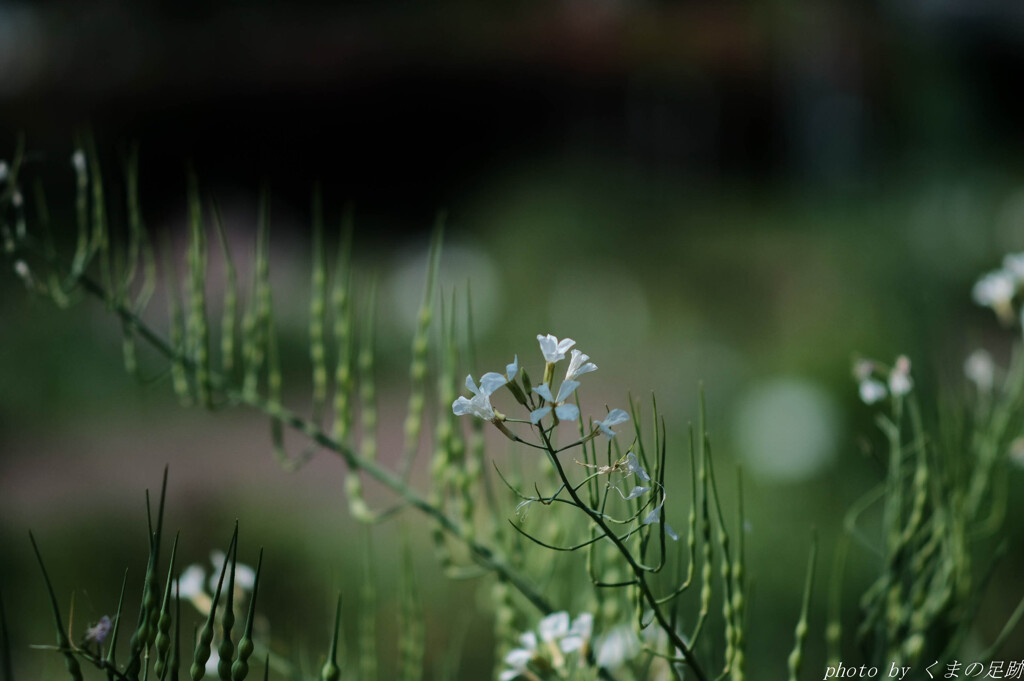 花とさや