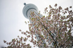 花曇りの天を衝く