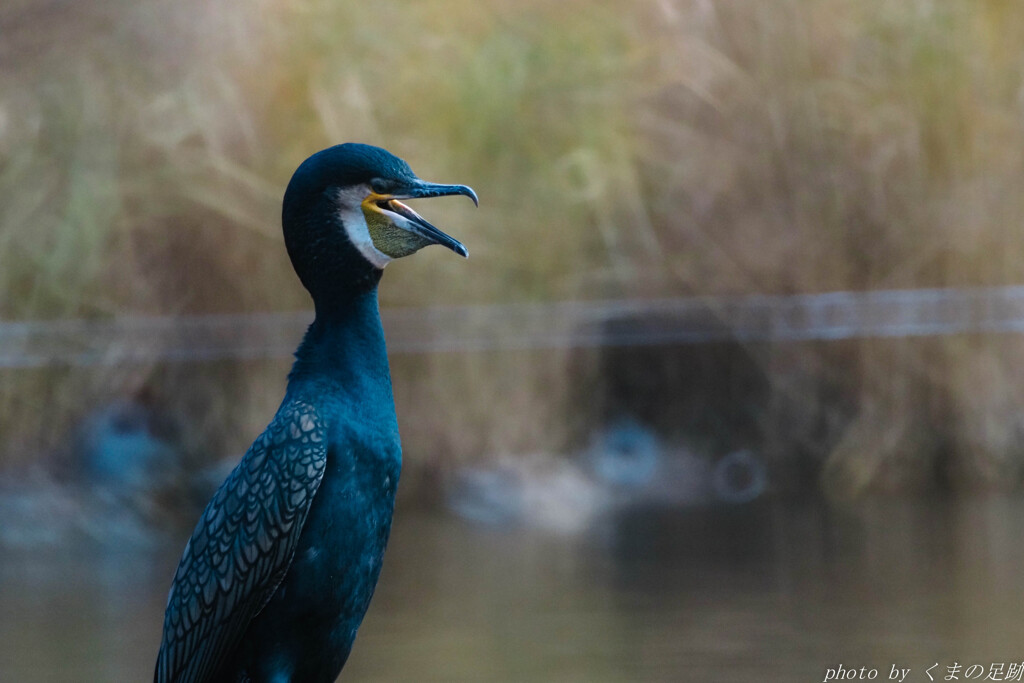 紅白落選などなんのその