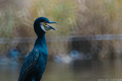 紅白落選などなんのその