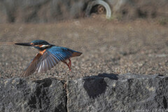 運は異なもの味なもの