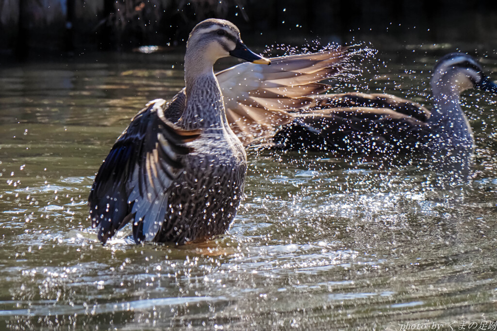 見ているだけで寒くなる