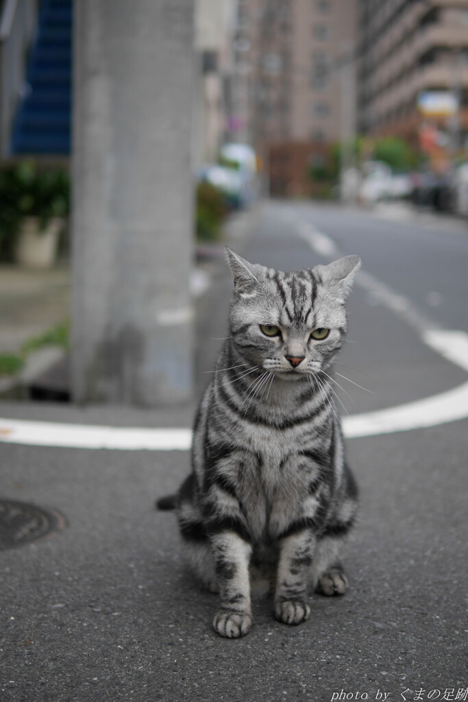 朝の訪問者