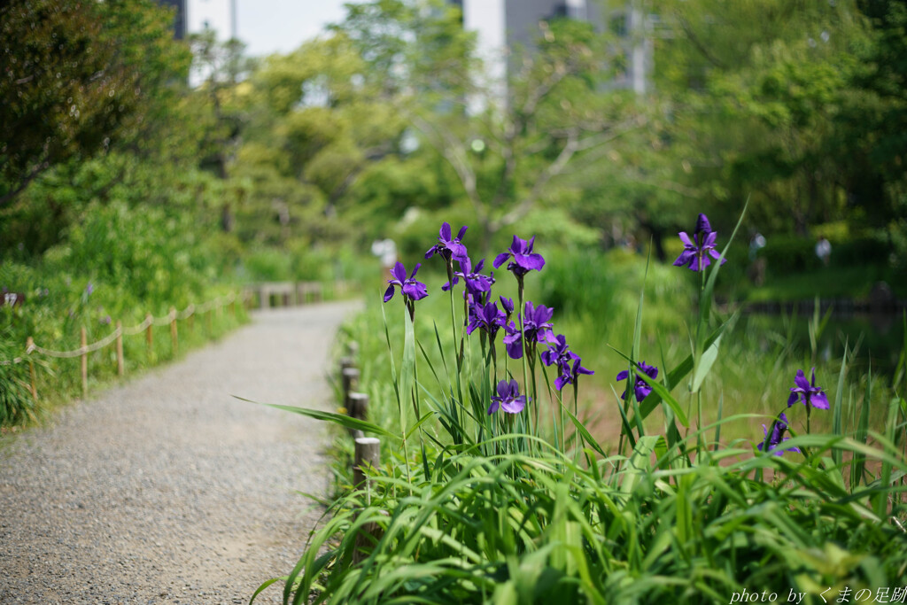 立夏