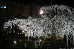 桜精、舞う