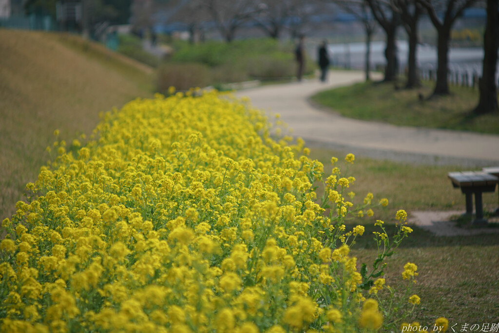 黄砂に吹かれて