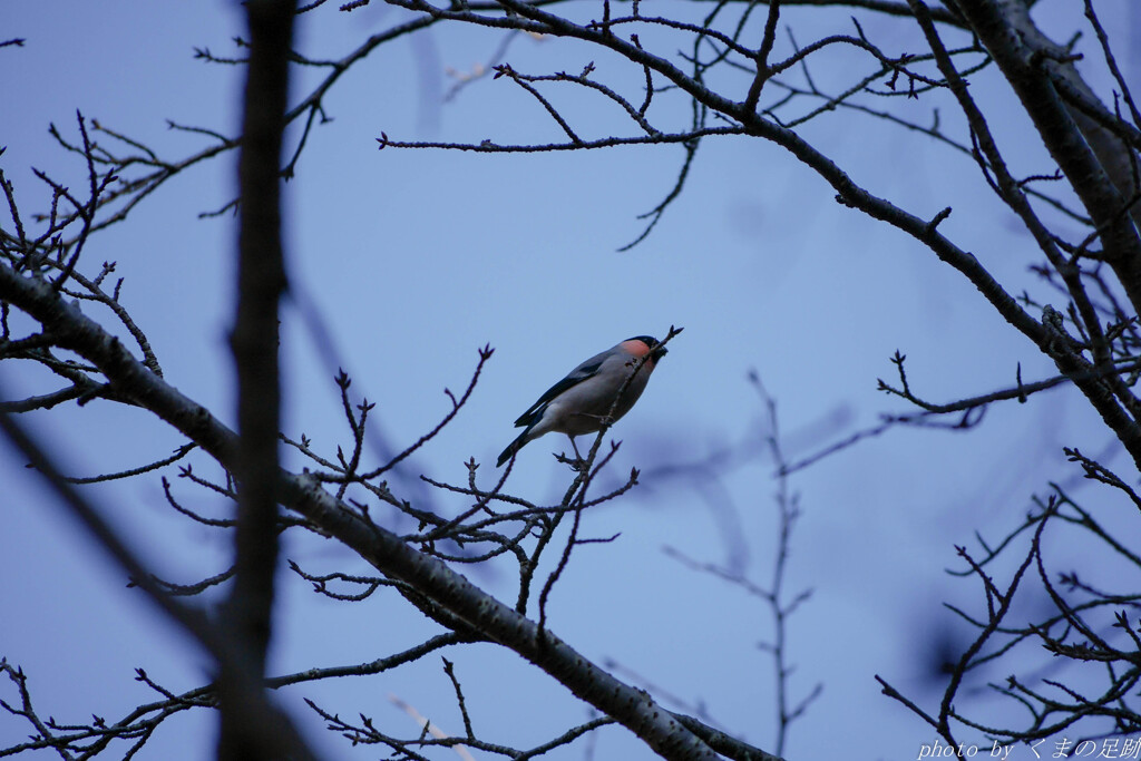 見てきたようなウソを撮る