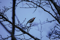 見てきたようなウソを撮る
