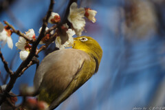 遠くに在りて写すもの？