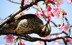 花盛り人だかり