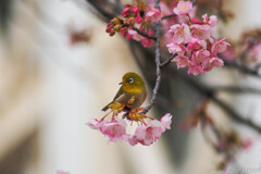 小さな春がきた