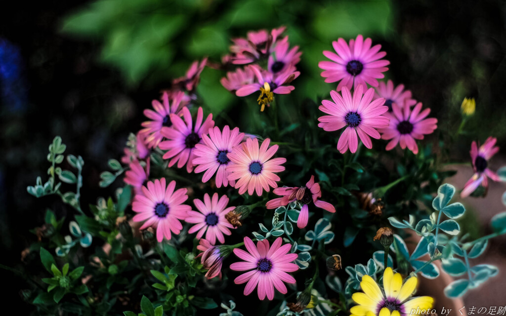 PENTACON Color