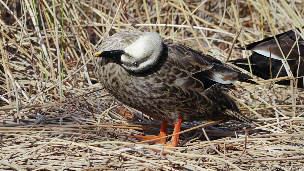 ほらほら、ホラーでしょ