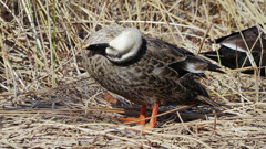 ほらほら、ホラーでしょ