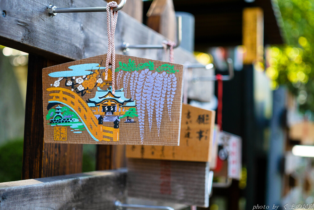 菊まつり始まる