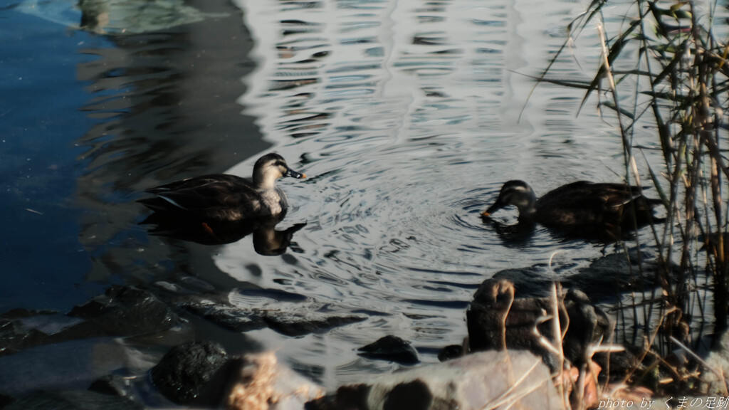 カモ来たりなば