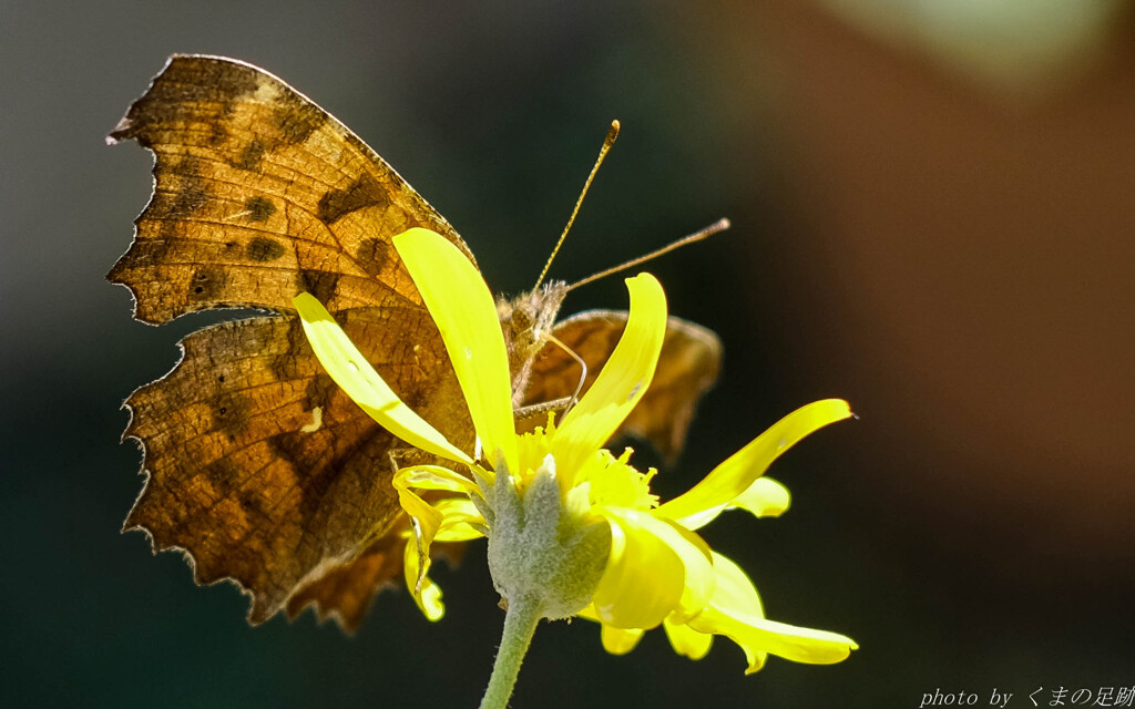 ギター材には向かないか