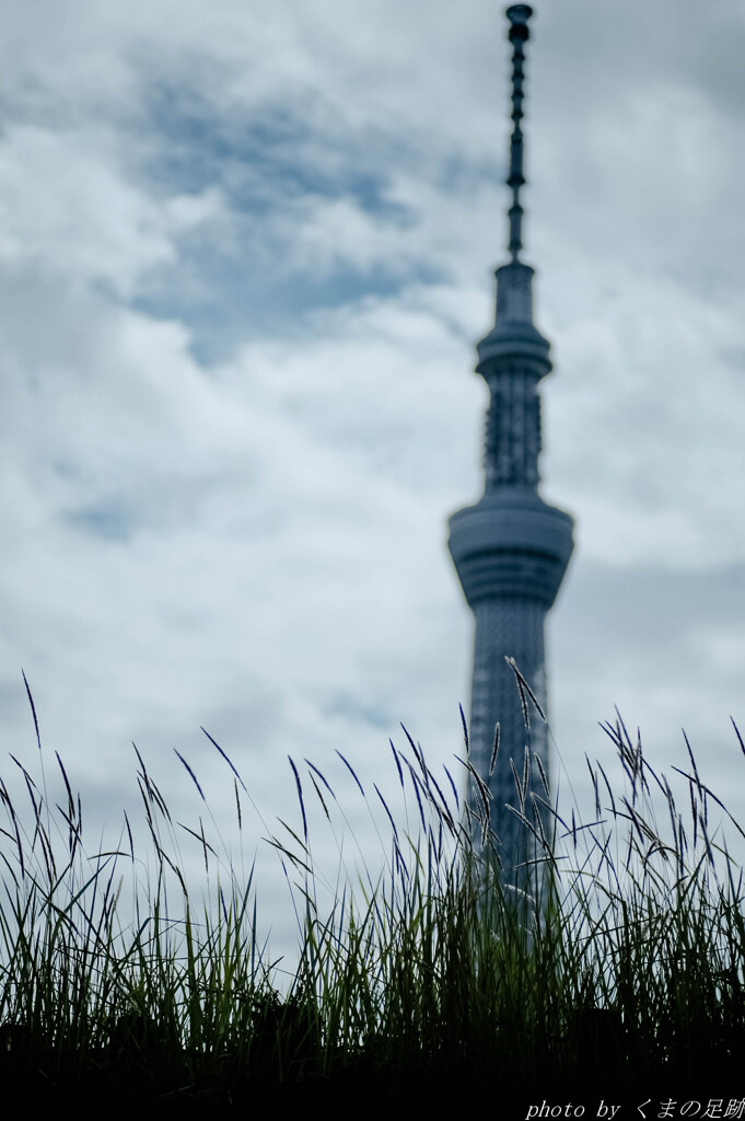 大川下ル：50ｍｍ
