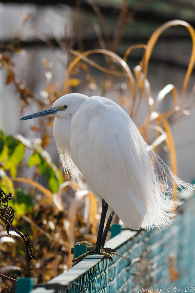 だって寒いんだもん