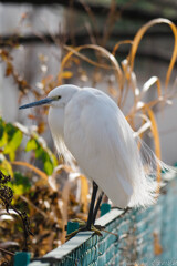 だって寒いんだもん