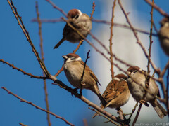 スズメなるかな