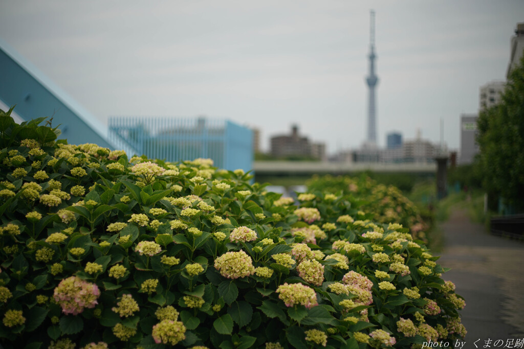 雨を待ち顔を出す