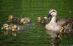 Mother’s Day