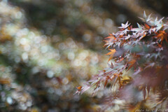 揺れるまなざし