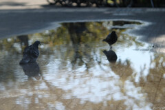 なんとなく欧米の公園気分で