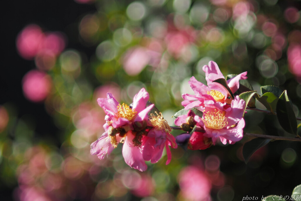 オールド未満？