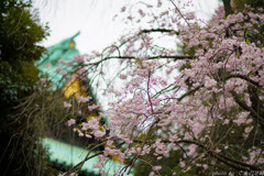 和のこころ