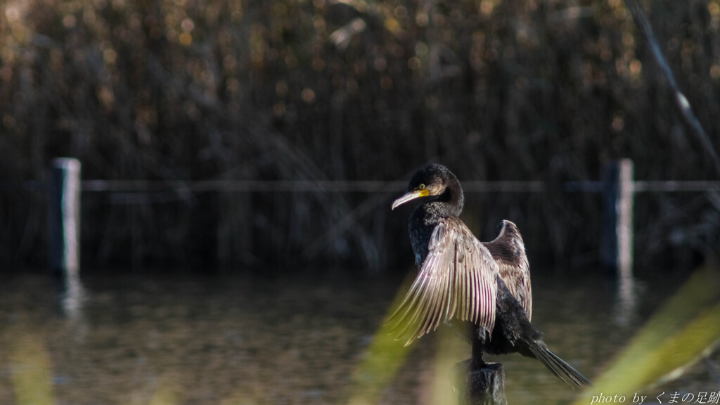 またひとつ年を取るのか