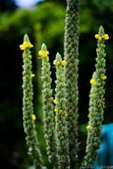 黄色い麦藁帽子の夏の日の出会い