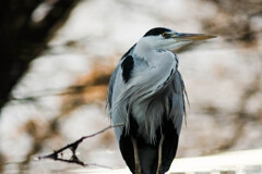 水面に映る頭文字”Ｓ”