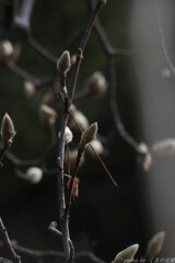 君を待つ日々ゆるやかに