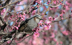 ウメひよ