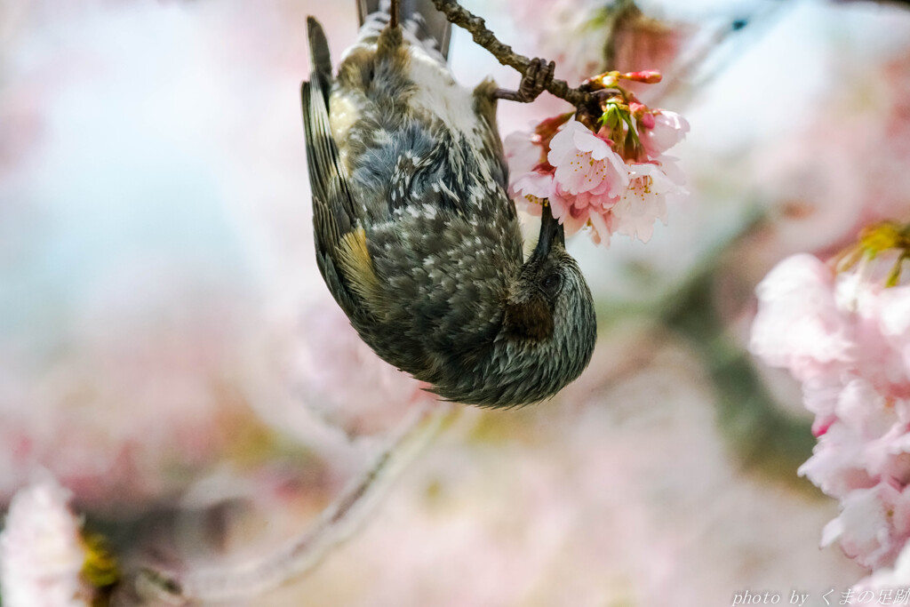 春のチャレンジ