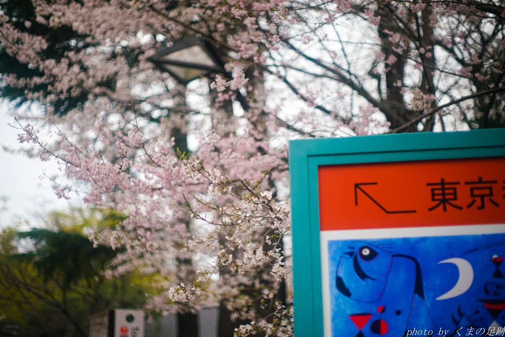 東京の開花状況