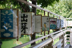 ともし火恋しく