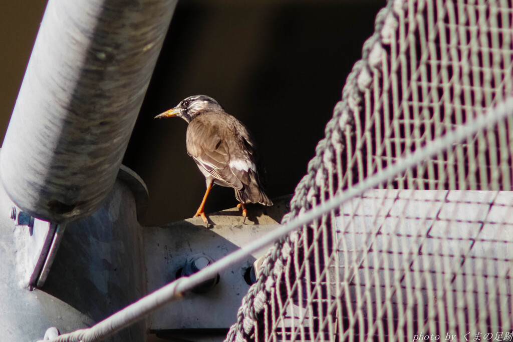 ついてこられるかい？